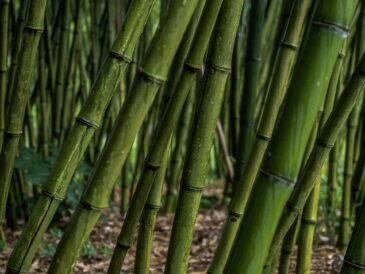 Tine K bambusoffa